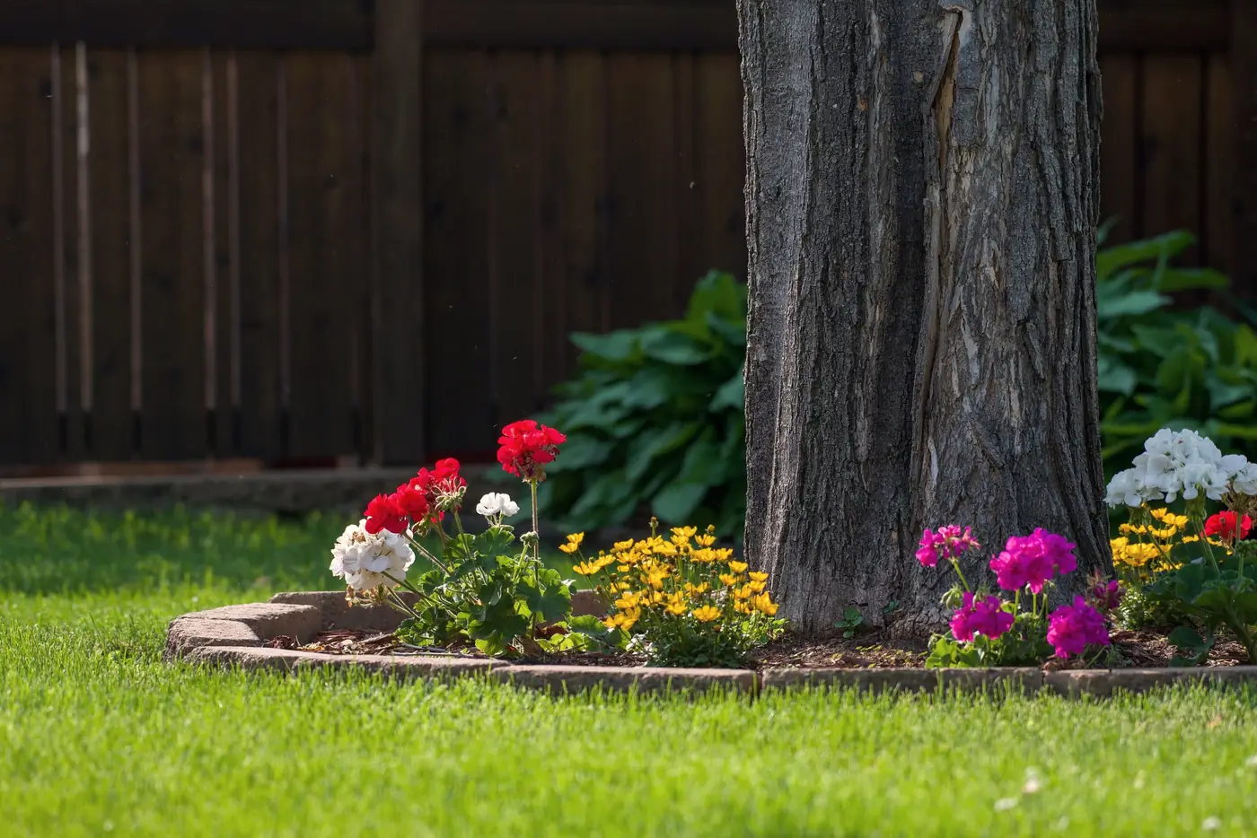Tree ring bed with fresh mulch and flowers, edged clean against the lawn
