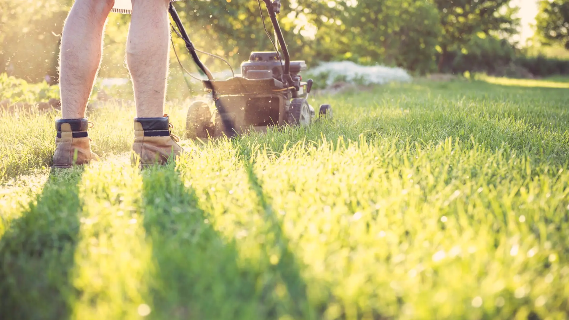 Push mower cutting the lawn in late afternoon light