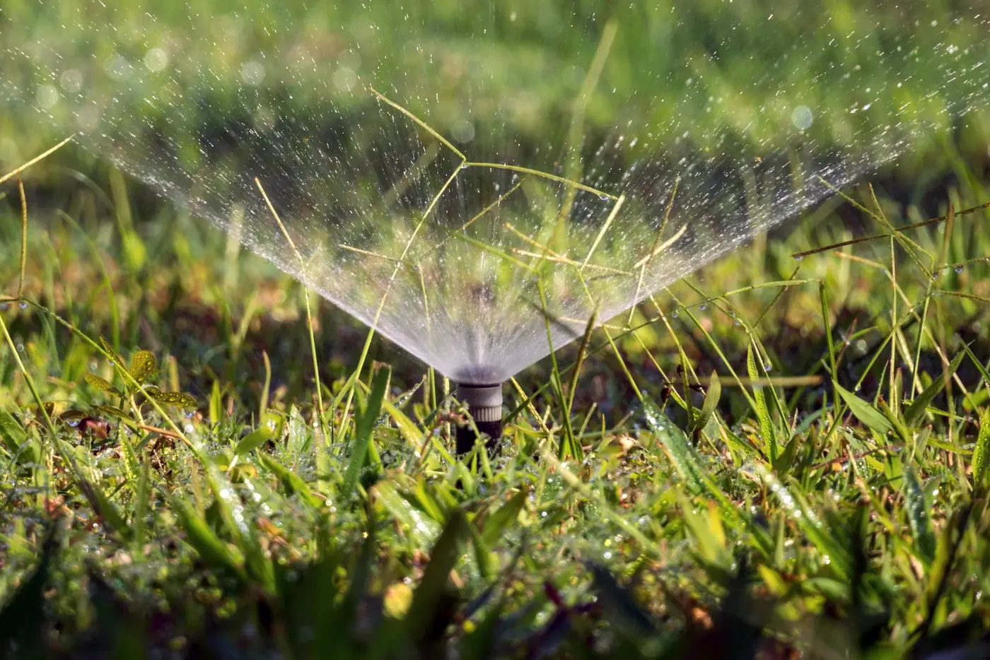 Pop-up sprinkler head spraying a fan of water across the lawn